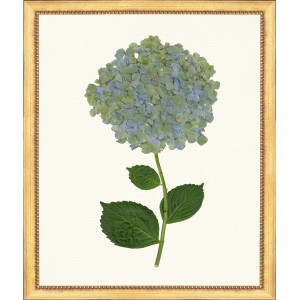 TLC- HYDRANGEA 24  20 X 24